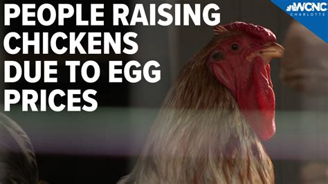 buy a chicken for charity.